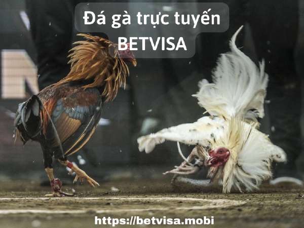 Sảnh trò chơi cổng game Betvisa