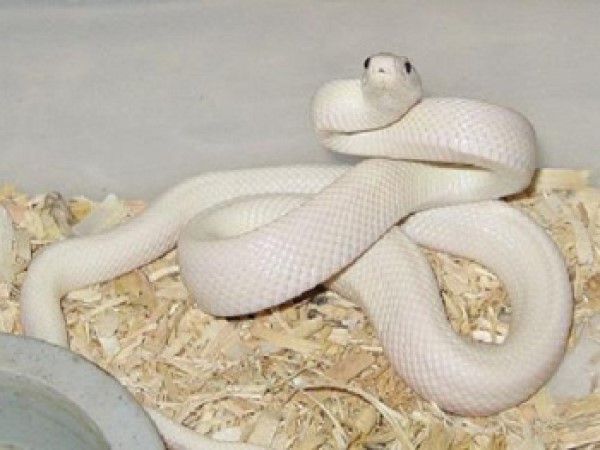 Bí ẩn nằm mơ thấy rắn trắng nhỏ, đuổi theo là điềm gì